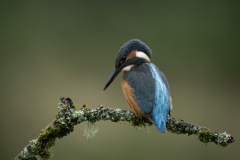 Wildlife photographer Paul McDougall