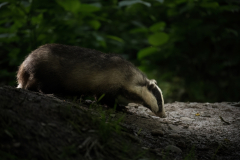 Wildlife photographer Paul McDougall