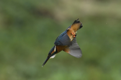 Wildlife photographer Paul McDougall
