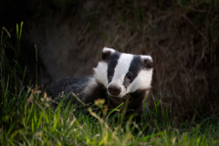 Wildlife photographer Paul McDougall