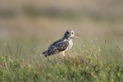Wildlife photographer Paul McDougall