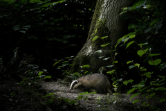 Wildlife photographer Paul McDougall