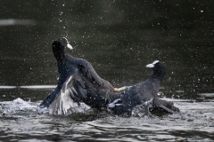 Wildlife photographer Paul McDougall