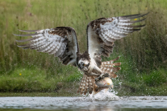 Wildlife photographer Paul McDougall