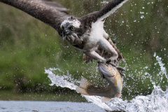 Wildlife photographer Paul McDougall
