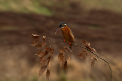 Wildlife photographer Paul McDougall