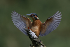 Wildlife photographer Paul McDougall