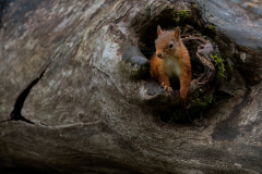 Wildlife photographer Paul McDougall