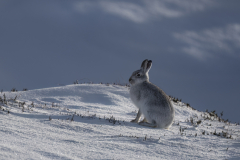 Wildlife photographer Paul McDougall