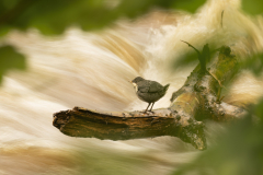 Wildlife photographer Paul McDougall