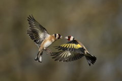 Wildlife photographer Paul McDougall
