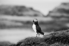 Wildlife photographer Paul McDougall