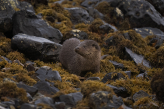 Wildlife photographer Paul McDougall