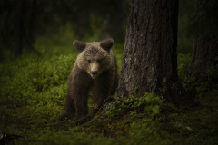 Wildlife photographer Paul McDougall
