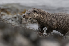 Wildlife photographer Paul McDougall