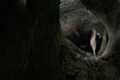 Wildlife photographer Paul McDougall