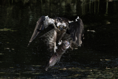 Wildlife photographer Paul McDougall