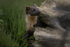 Wildlife photographer Paul McDougall