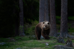 Wildlife photographer Paul McDougall
