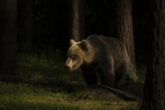 Wildlife photographer Paul McDougall