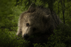 Wildlife photographer Paul McDougall