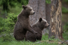 Wildlife photographer Paul McDougall