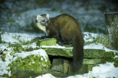 Wildlife photographer Paul McDougall