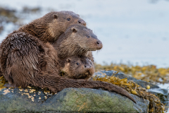 Wildlife photographer Paul McDougall