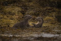 Wildlife photographer Paul McDougall
