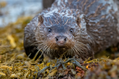 Wildlife photographer Paul McDougall