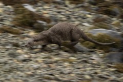 Wildlife photographer Paul McDougall