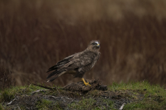 Wildlife photographer Paul McDougall