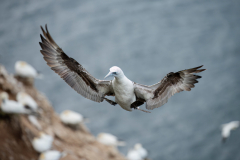 Wildlife photographer Paul McDougall