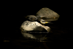 Wildlife photographer Paul McDougall
