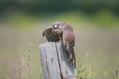 Wildlife photographer Paul McDougall