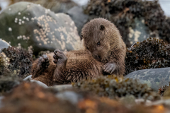 Wildlife photographer Paul McDougall