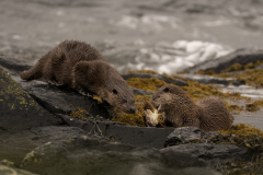 Wildlife photographer Paul McDougall