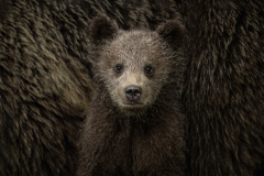 Wildlife photographer Paul McDougall