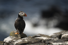 Wildlife photographer Paul McDougall