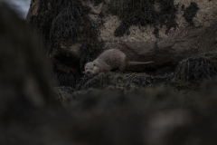 Wildlife photographer Paul McDougall