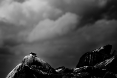 Wildlife photographer Paul McDougall