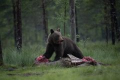 Wildlife photographer Paul McDougall