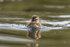 Wildlife photographer Paul McDougall