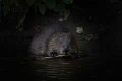 Wildlife photographer Paul McDougall
