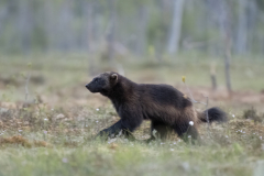 Wildlife photographer Paul McDougall