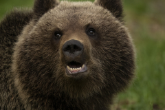 Wildlife photographer Paul McDougall