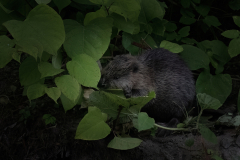 Wildlife photographer Paul McDougall