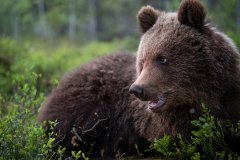 Wildlife photographer Paul McDougall