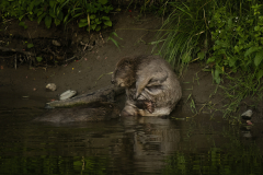 Wildlife photographer Paul McDougall