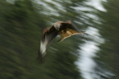 Wildlife photographer Paul McDougall